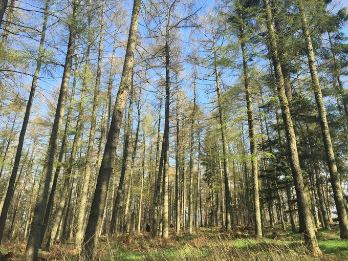 Tall trees in Castle Fraser woodland