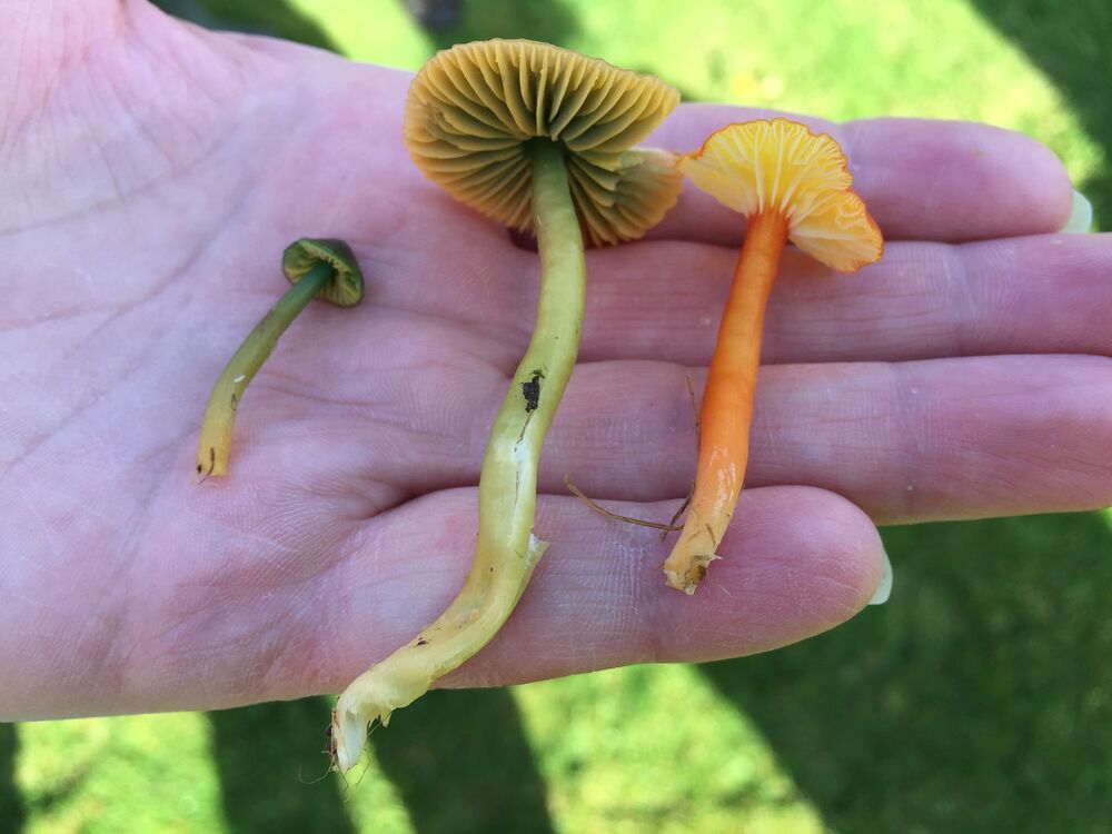 A range of mushrooms with long stalks lie across the palm of someone's hand. The smallest is a very dark green and on the left. The largest is in the middle, with a yellowy cap and pale green stalk. On the right is a mushroom with a bright yellow cap and orange stalk.