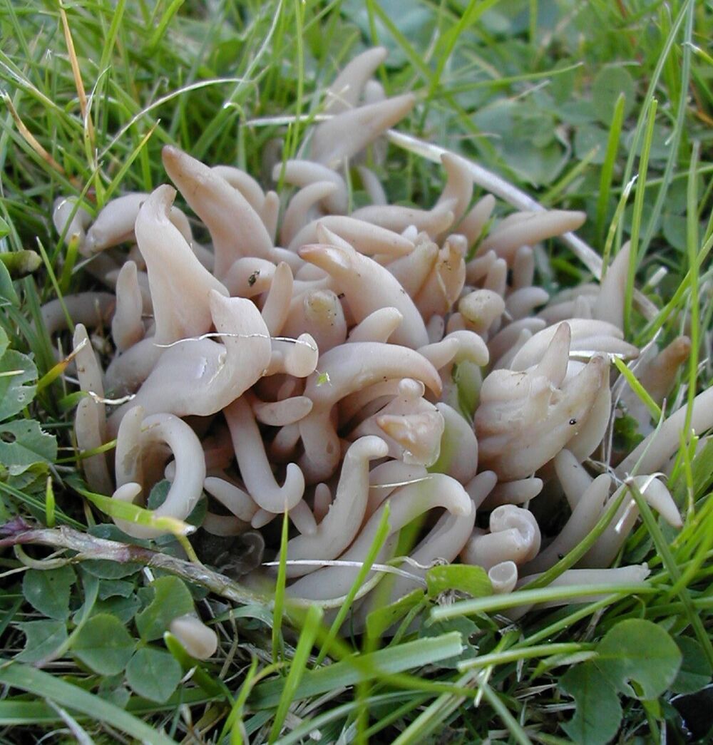 An unusual looking fungus grows in grass. It resembles a pile of pink worms, squirming in a ball.