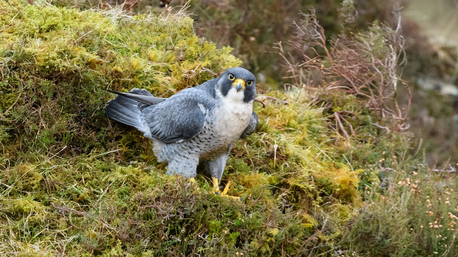 A peregrine falcon stands on a mossy ledge at Grey Mare’s Tail, looking directly at the camera. It has a hooked beak with a sharp point, and large yellow feet with sharp talons.