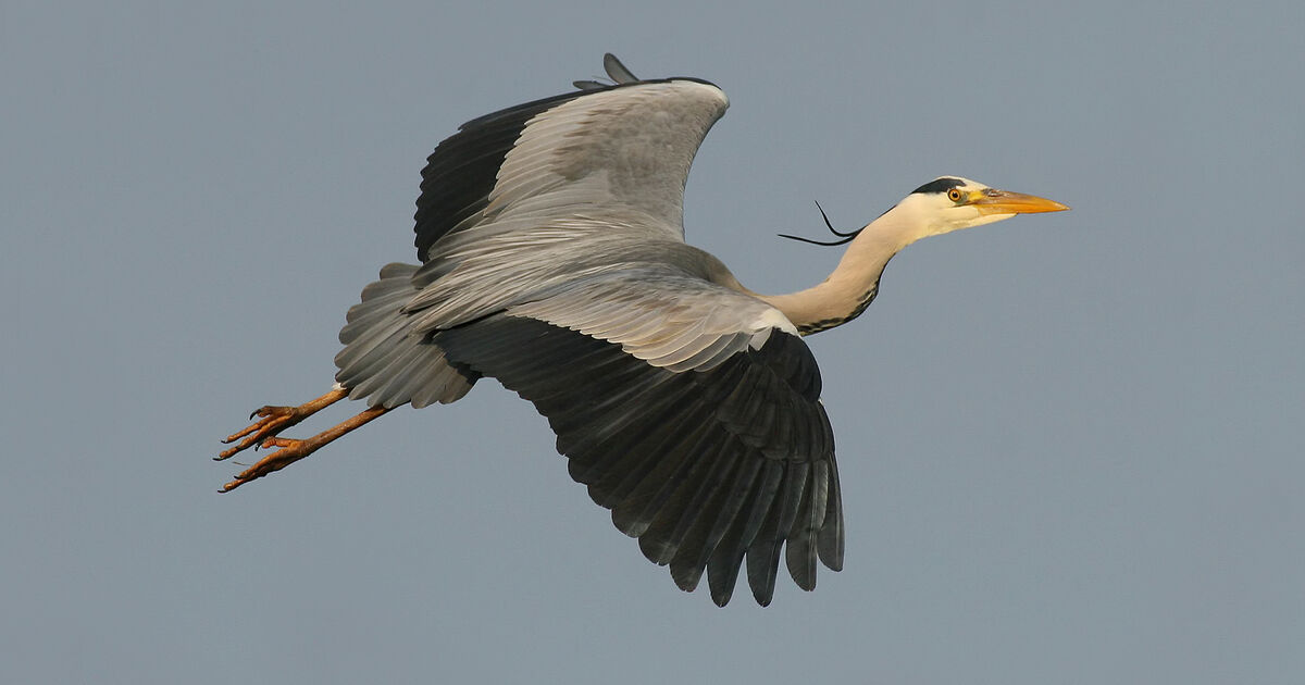 Spotter's guide for families: Birds | National Trust for Scotland