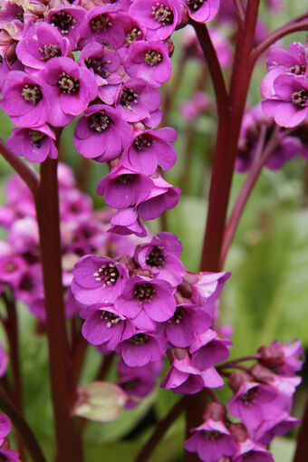 A close-up of purple Bergenia in Greenbank Garden