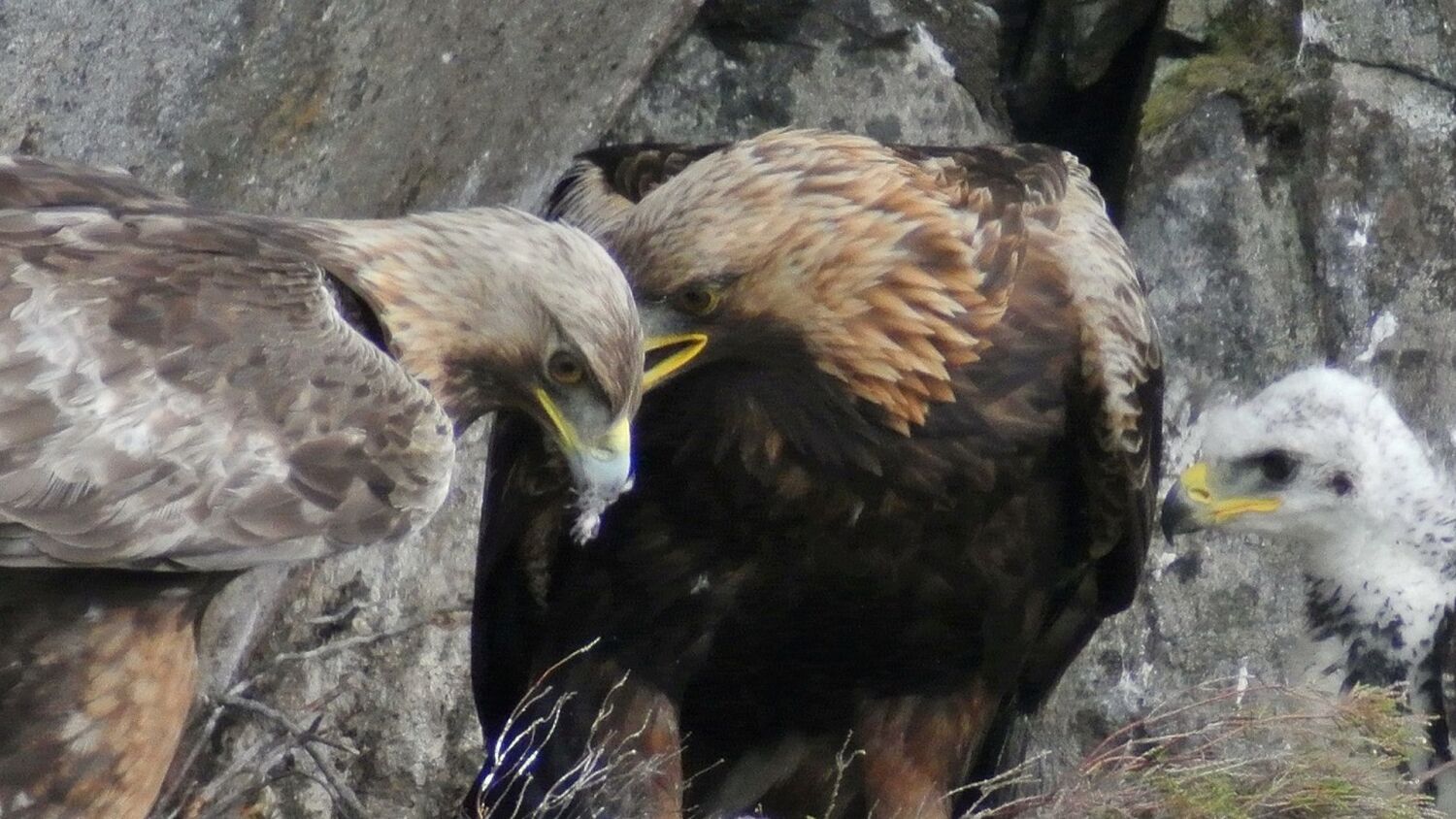 golden eagle images