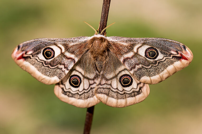 An emperor moth sits on a twig at Goat Fell
