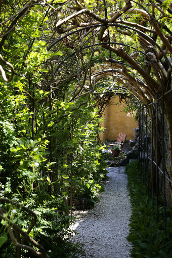 A tunnel of vines in the garden at Culross