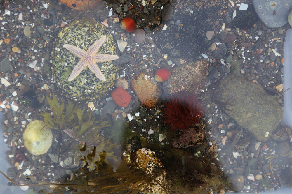 Looking down into a shallow rockpool with colourful pebbles and shells, and a starfish in the centre.