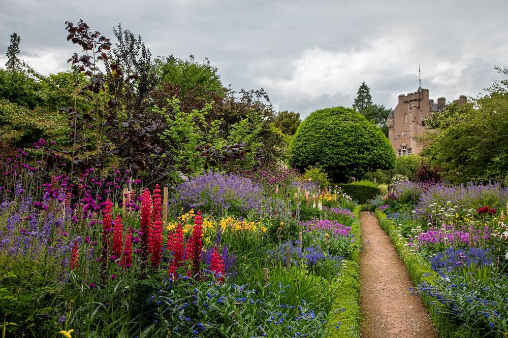 Very colourful flower beds line a gravel path in a walled garden. In the background stands Crathes Castle.