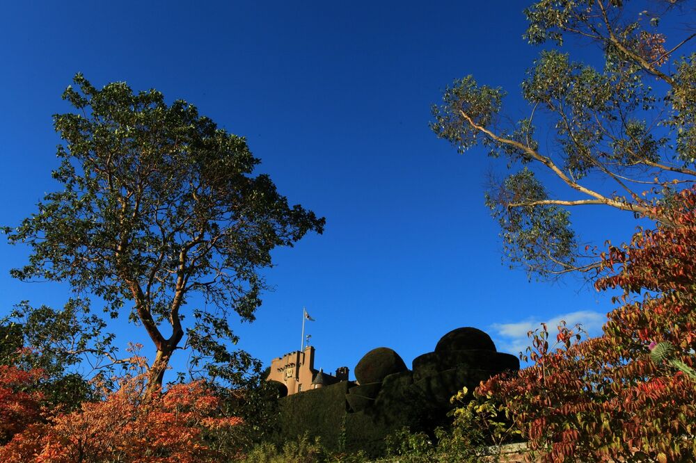 Tall tree stand in almost silhouette against a deep blue sky. On the hill in the background, the turrets and flagpole of Crathes Castle can just be seen. In the foreground grow red-leaved shrubs.