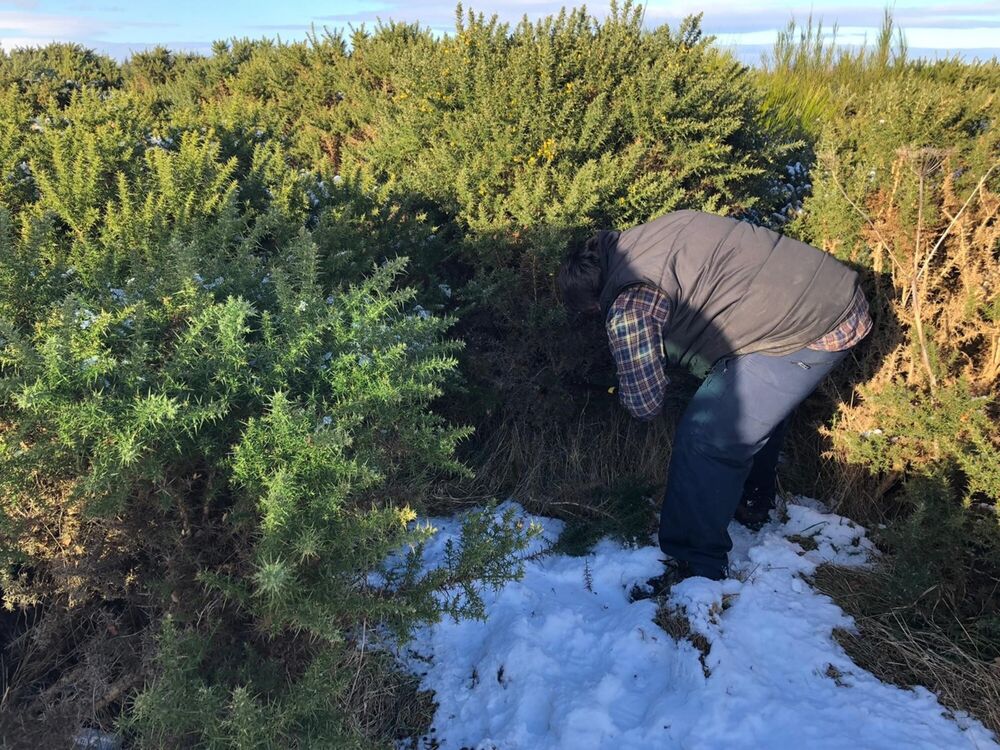 A person is stooped over, cutting brush by hand on Culloden Battlefield. There is snow on the ground
