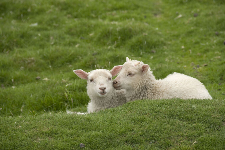 Two lambs take a rest on the grass on Fair Isle