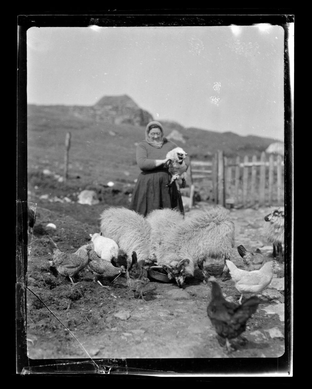A black and white photographic print of an older woman standing on her croft on an island. She holds a lamb under her arm. Around her feet are several sheep and hens, eating from the ground.