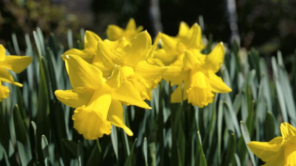 A close-up view of a cluster of bright yellow daffodils, whose trumpets and petals are the same shade of yellow.