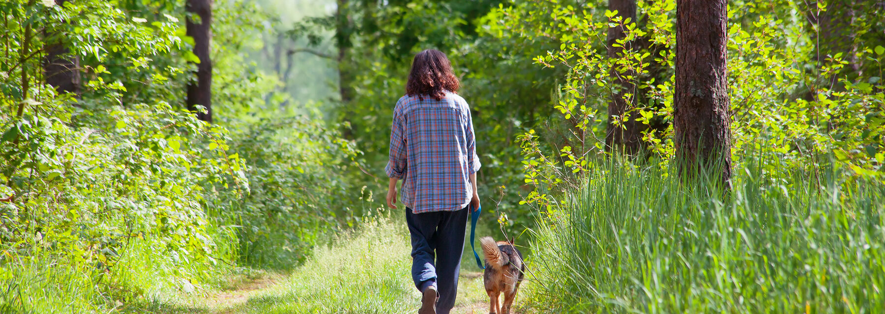 One person walking their dog in a wood