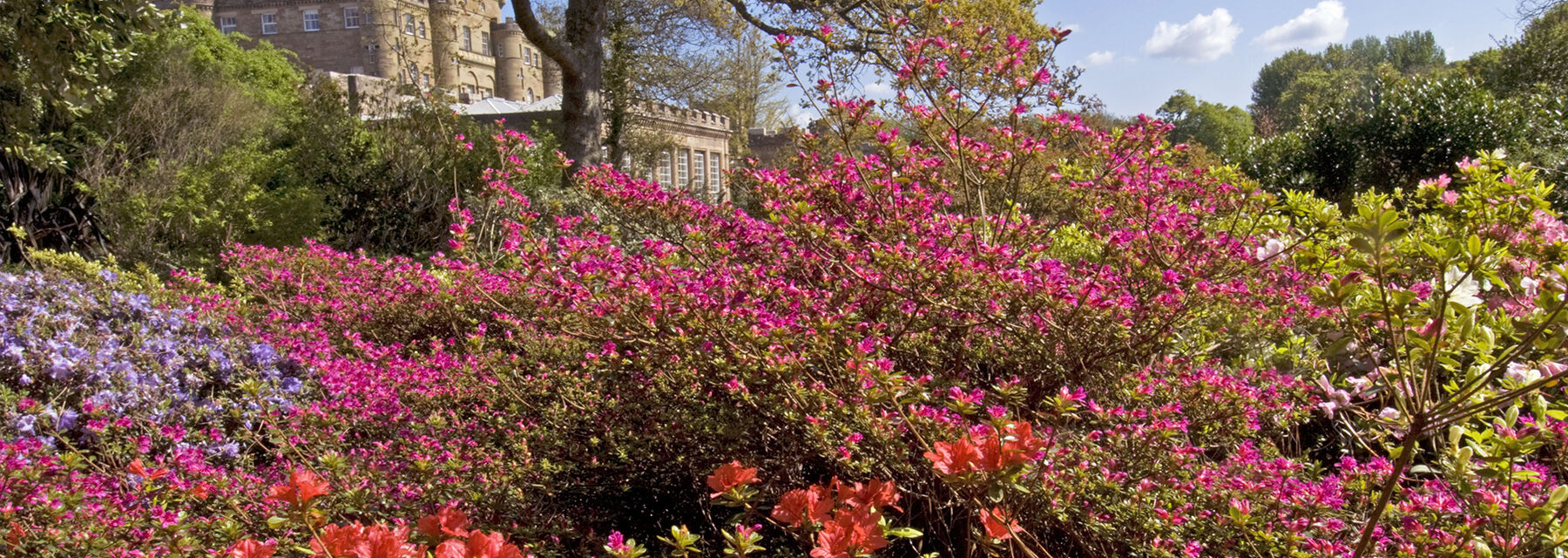 A bright and colourful display of flowers, with Culzean Castle seen in the background on a sunny day.