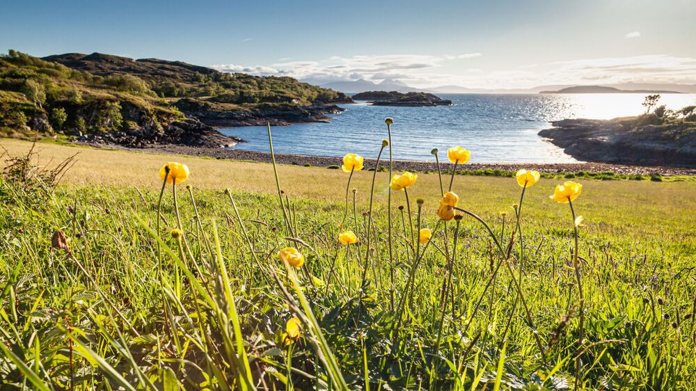 A meadow beside the sea on a sunny day, with the sun twinkling on the blue water. Tall yellow flowers grow in the foreground.
