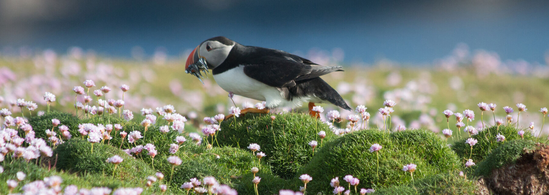 A puffin walks across a flower-covered cliff top. It has some food in its beak.