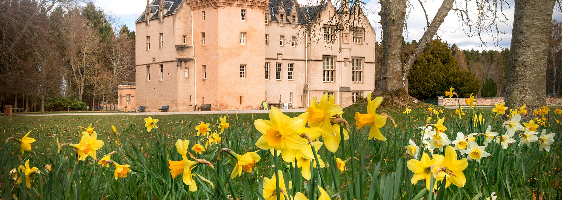 Daffodils in front of Brodie Castle in springtime