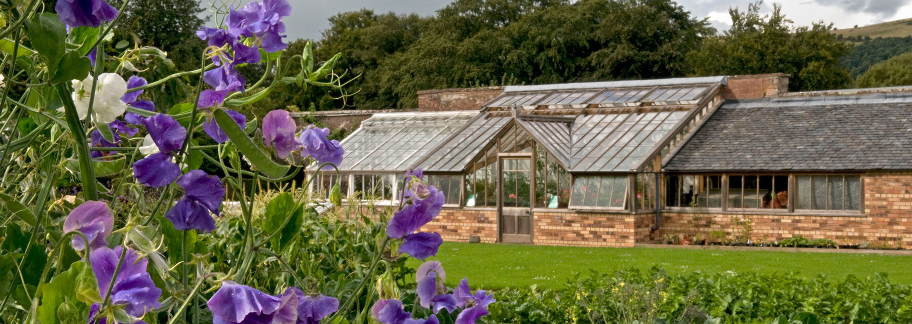 Purple Sweetpeas grow in the foreground at Harmony Garden, with the glasshouse and other garden buildings seen in the background.