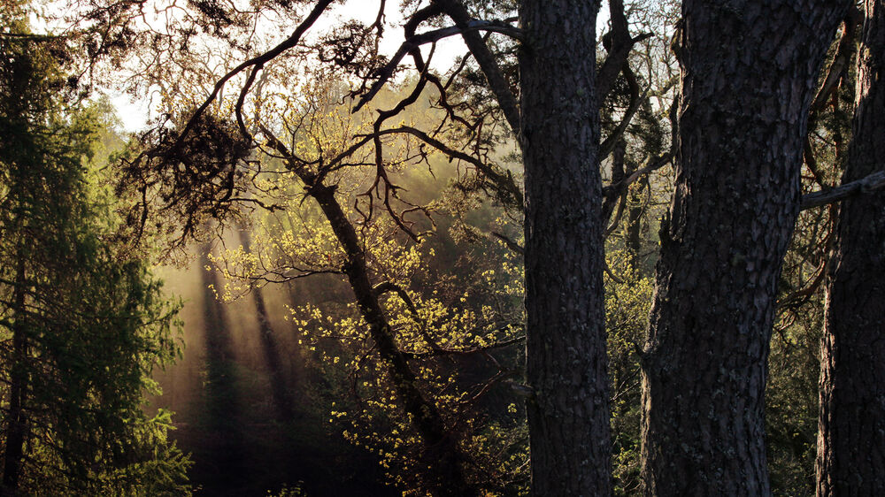Sunbeams shine through the thick canopy of trees in a mixed woodland.