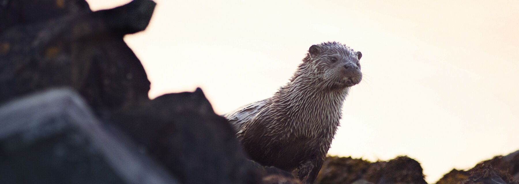 An otter sits on a rocky shore, with an orange-tinged sky behind.