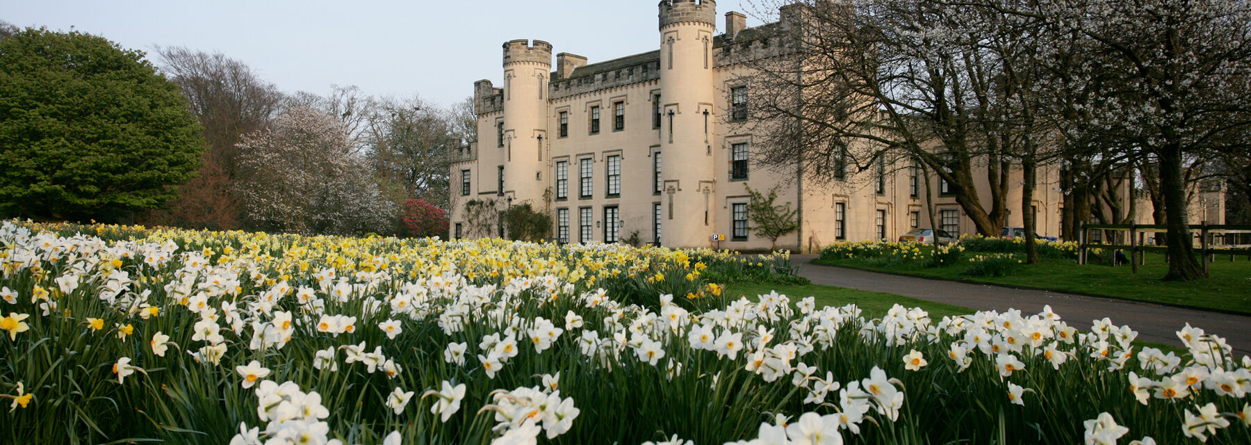 The exterior of the House of the Binns, with a carpet of pale yellow daffodils on the lawn in front.