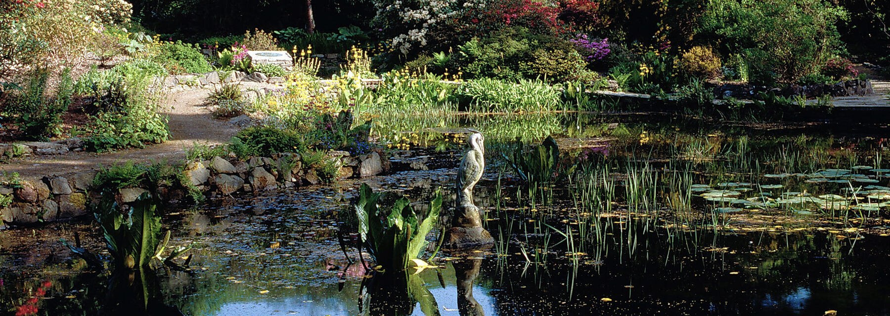 A pond in a garden, surrounded with colourful flower beds and rhododendrons in bloom. A statue of a heron stands in the middle of the pond.
