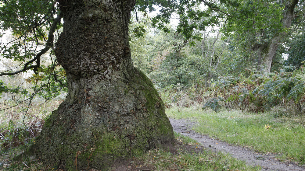A narrow path passes beside a large, gnarled oak tree.