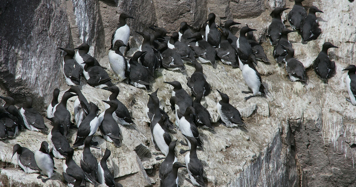 Seabirds | National Trust for Scotland