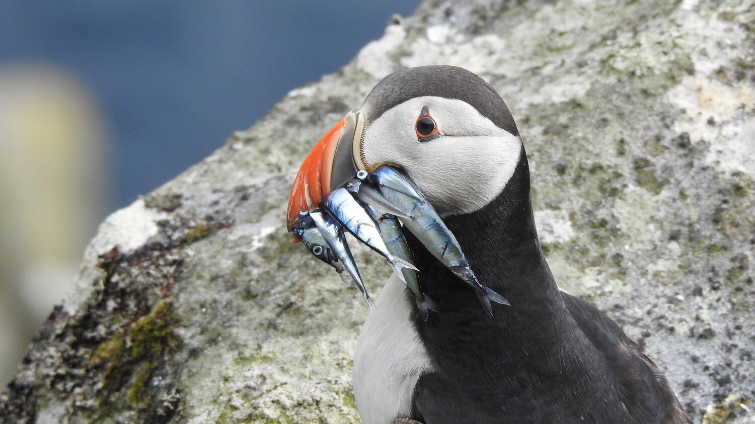 A puffin sits on a lichen-covered rock, with several fish hanging out of its beak.