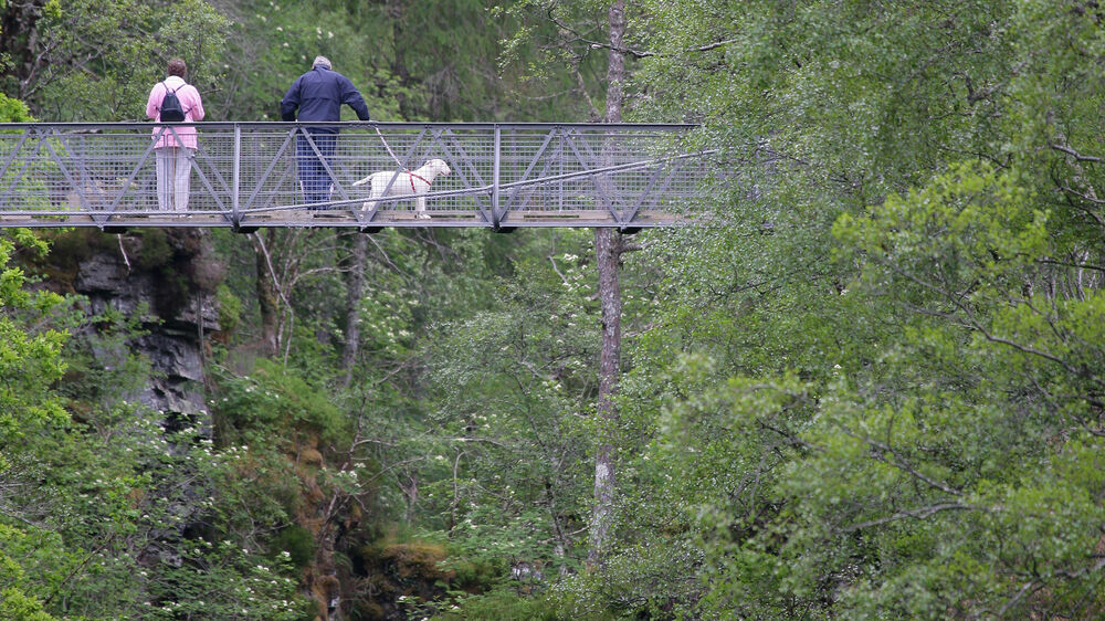Two people standing on a metal bridge over a deep wooded gorge. They have a light-coloured dog on a lead with them.