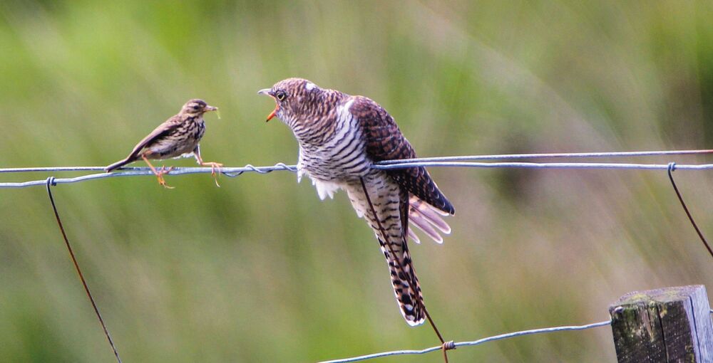 A meadow pipit sits on a wire fence in a field, beside a much larger cuckoo which is turned with its beak open at the pipit..