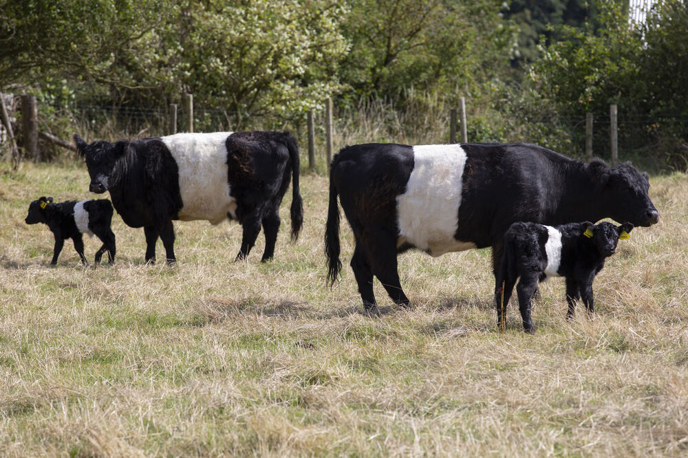 Two black cows and two calves stand in a field. The cows have a wide white band around their middle.