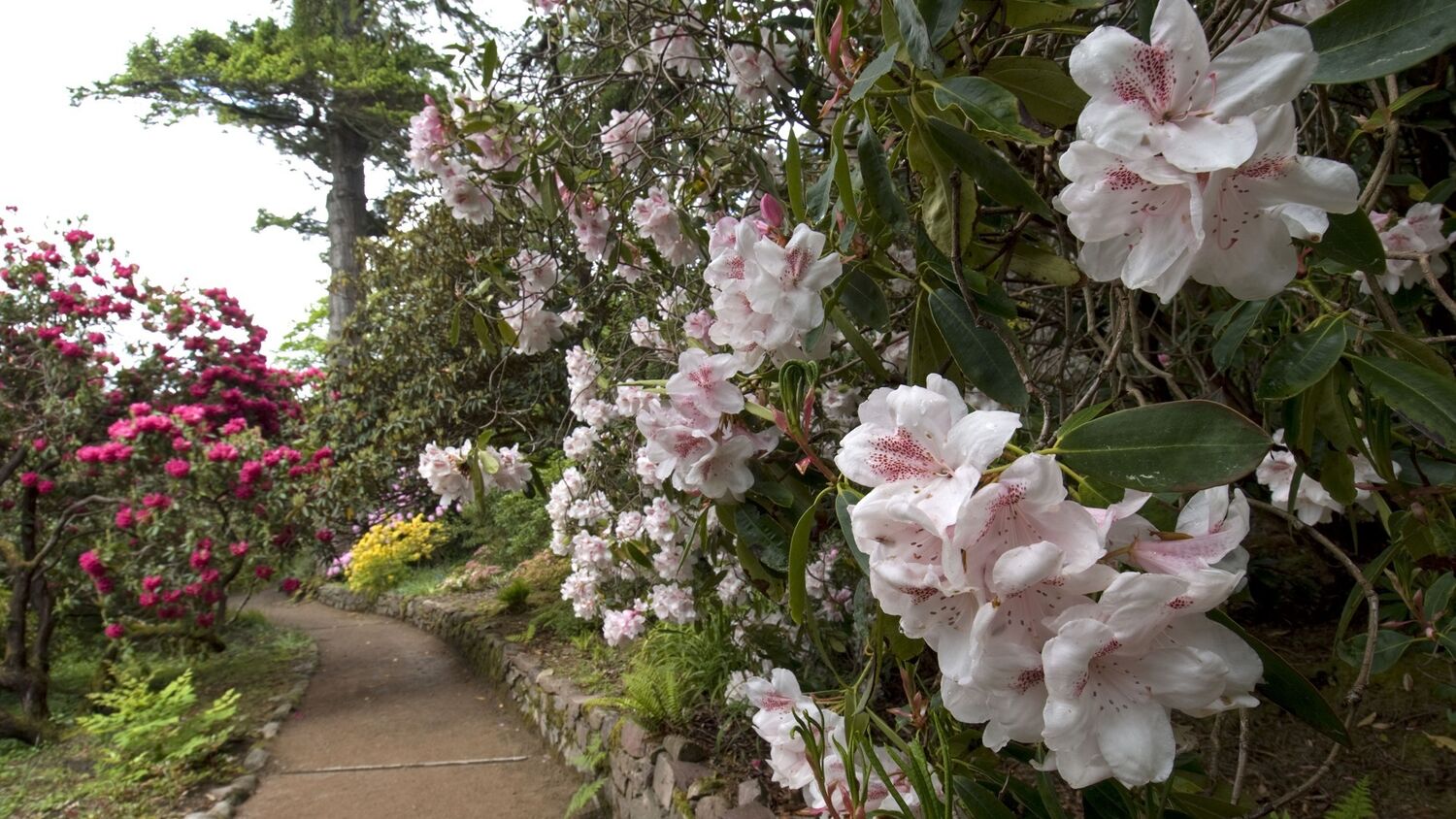White-pink rhododendron flowers are in bloom on a large bush beside a garden path. On the other side of the path are more rhododendrons, these ones with darker pink flowers.