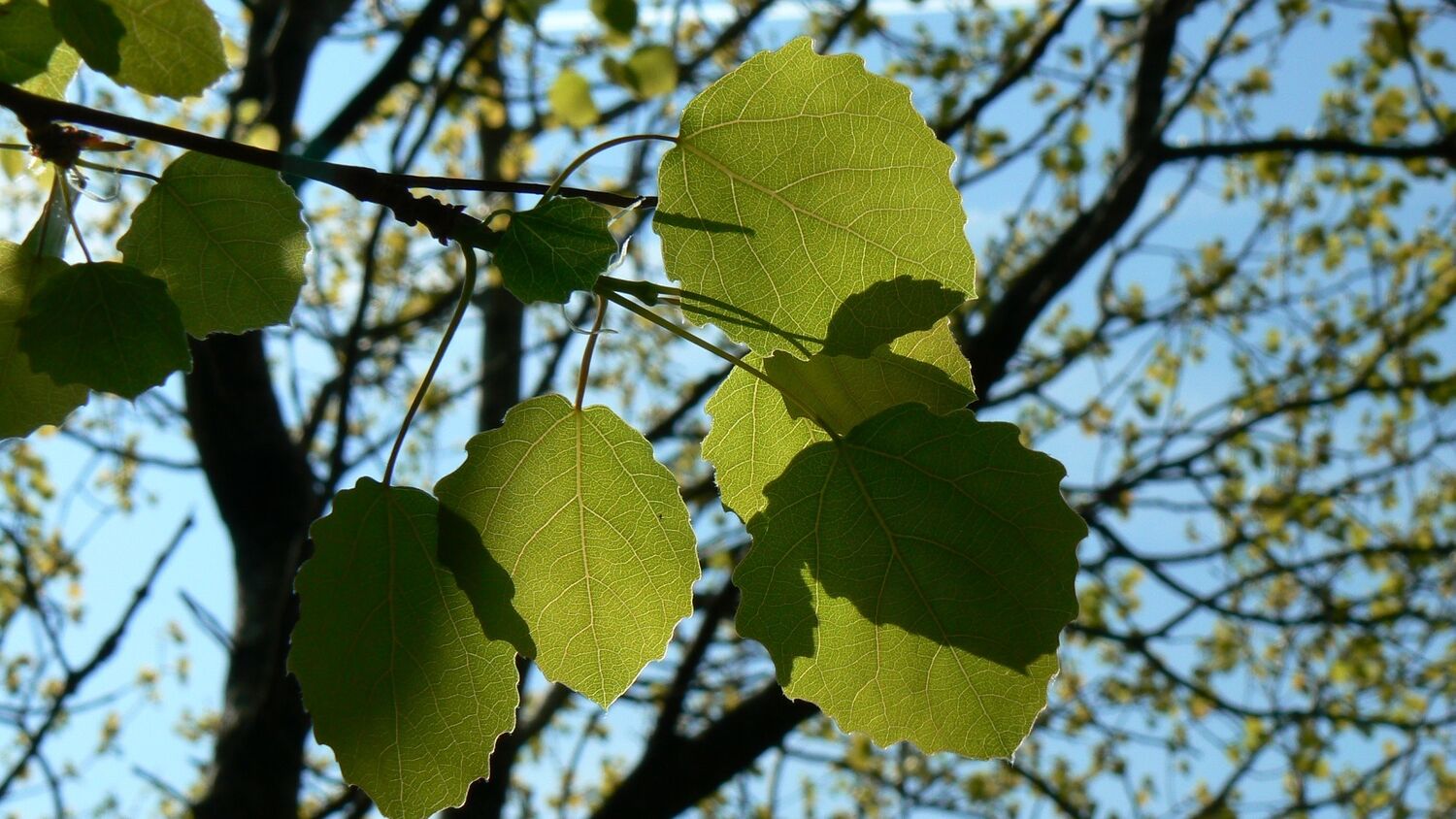 A close-up view of some bright green aspen leaves, with tree branches silhouetted against a clear blue sky behind.