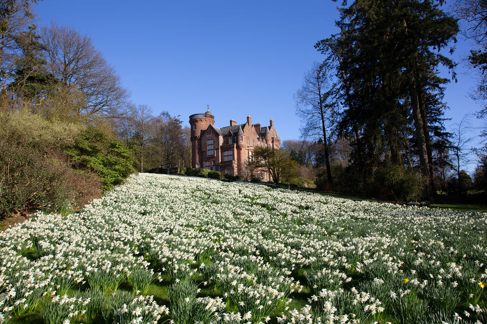 A large grassy slope is covered in white daffodils, creating a carpet effect. In the background, on top of the hill, is the sandstone Threave House. The sky is bright blue above it.