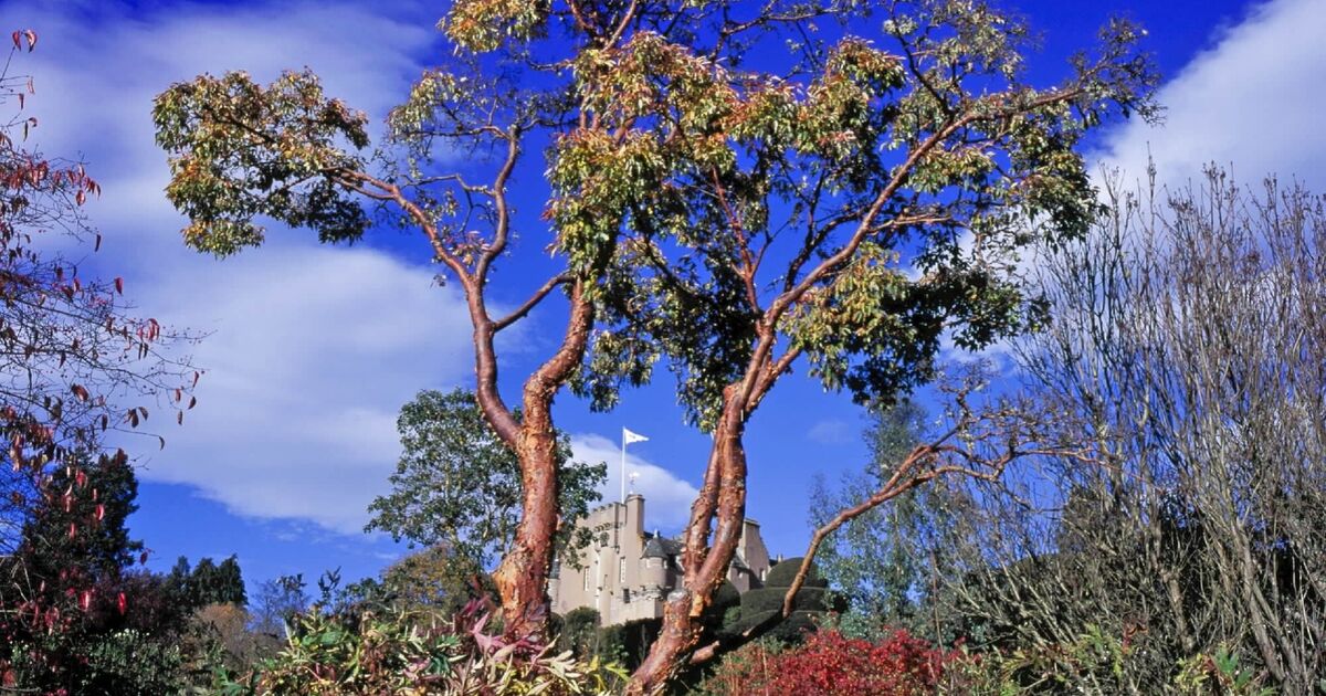 The Plant Diaspora National Trust For Scotland the-plant-diaspora-national-trust-for-scotland