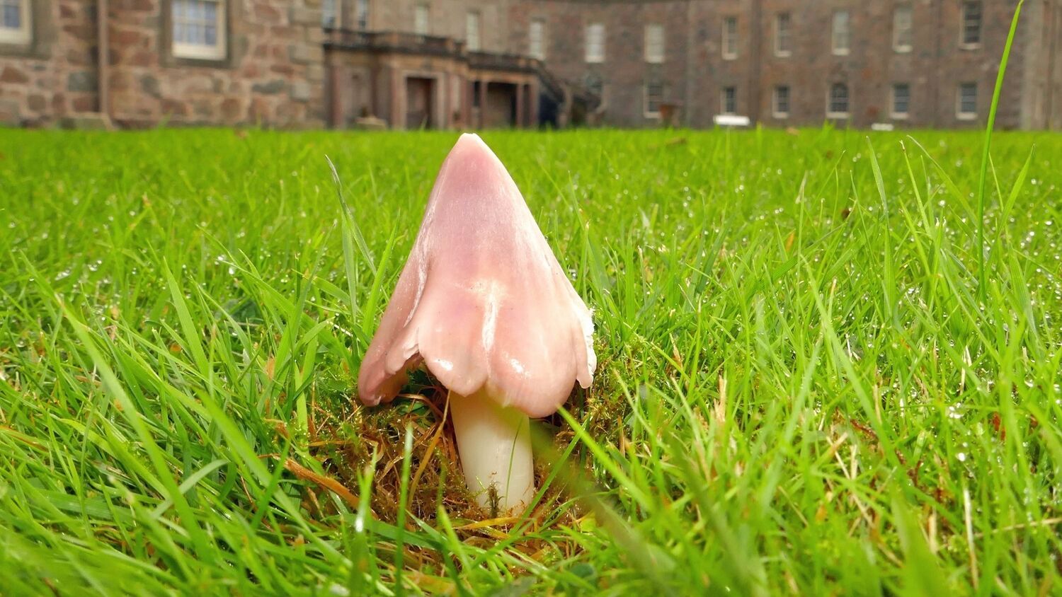 A pink cone-shaped mushroom grows on a lawn, with a grand stately home in the background.