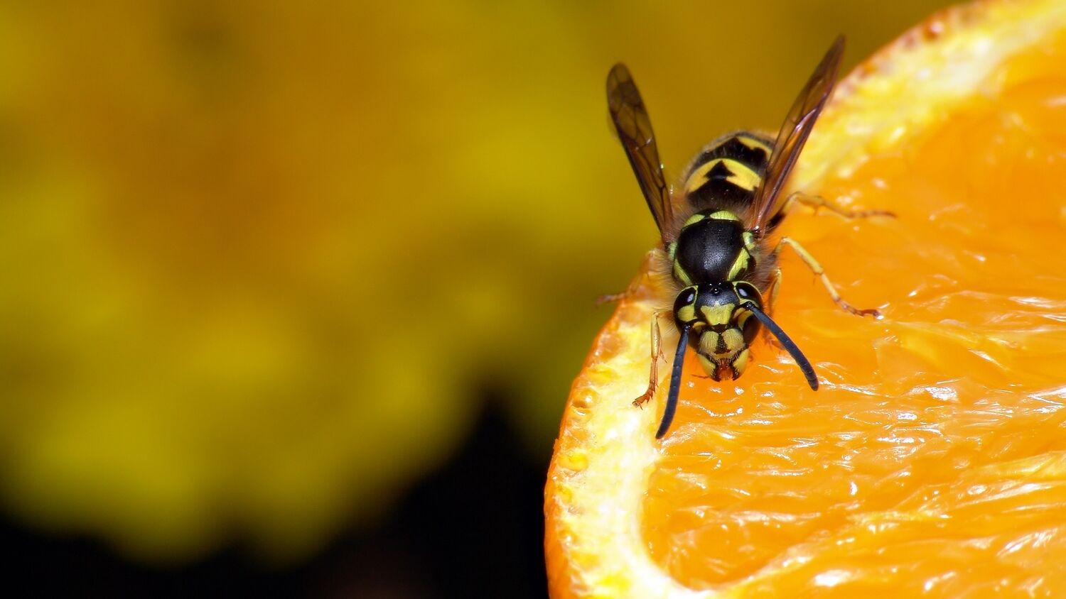 Fruit flies: Summer pests or scientific marvel?