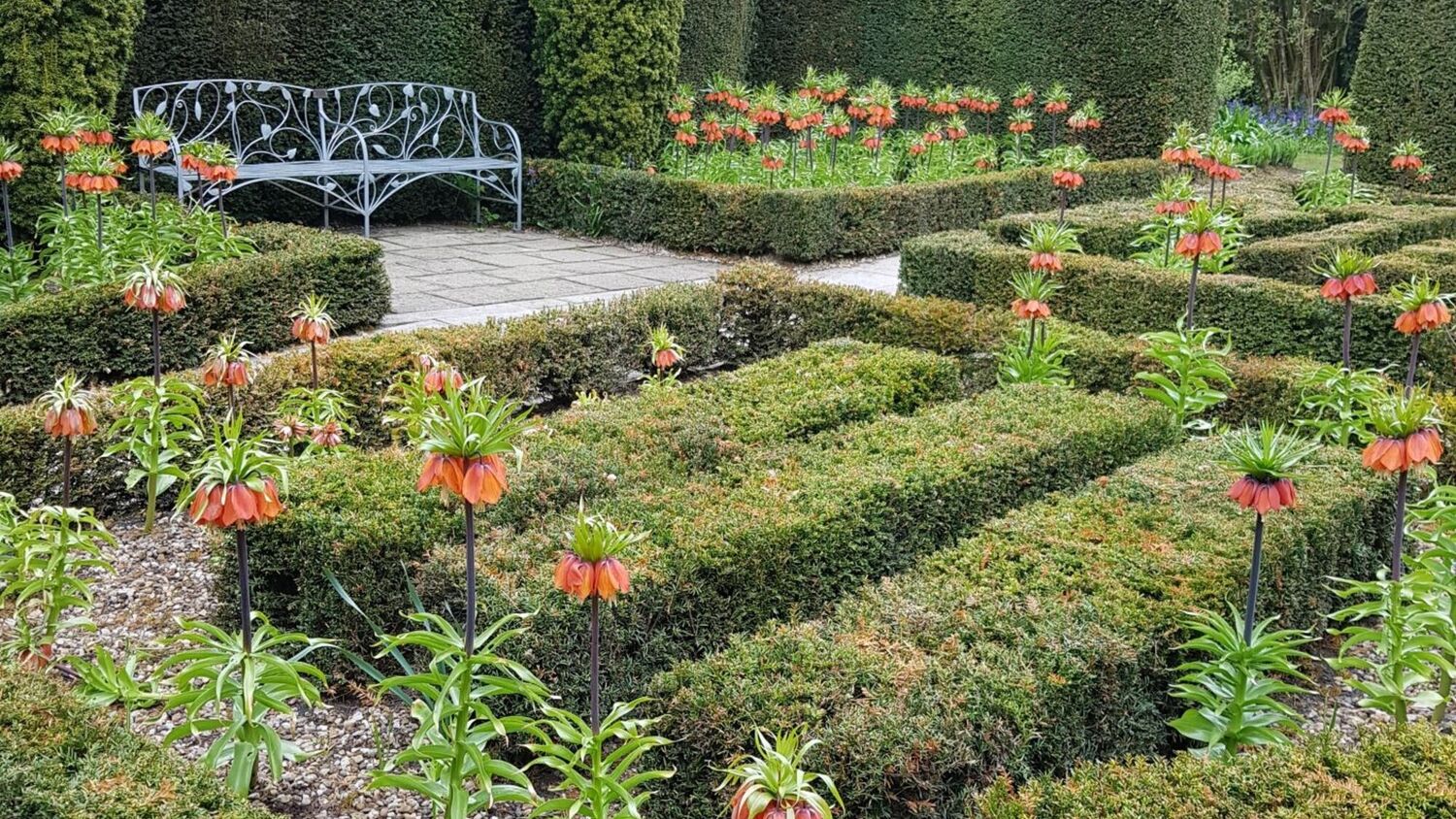 A parterre garden with low hedging and crown imperial fritillaries. There is an ornate metal bench in the background.