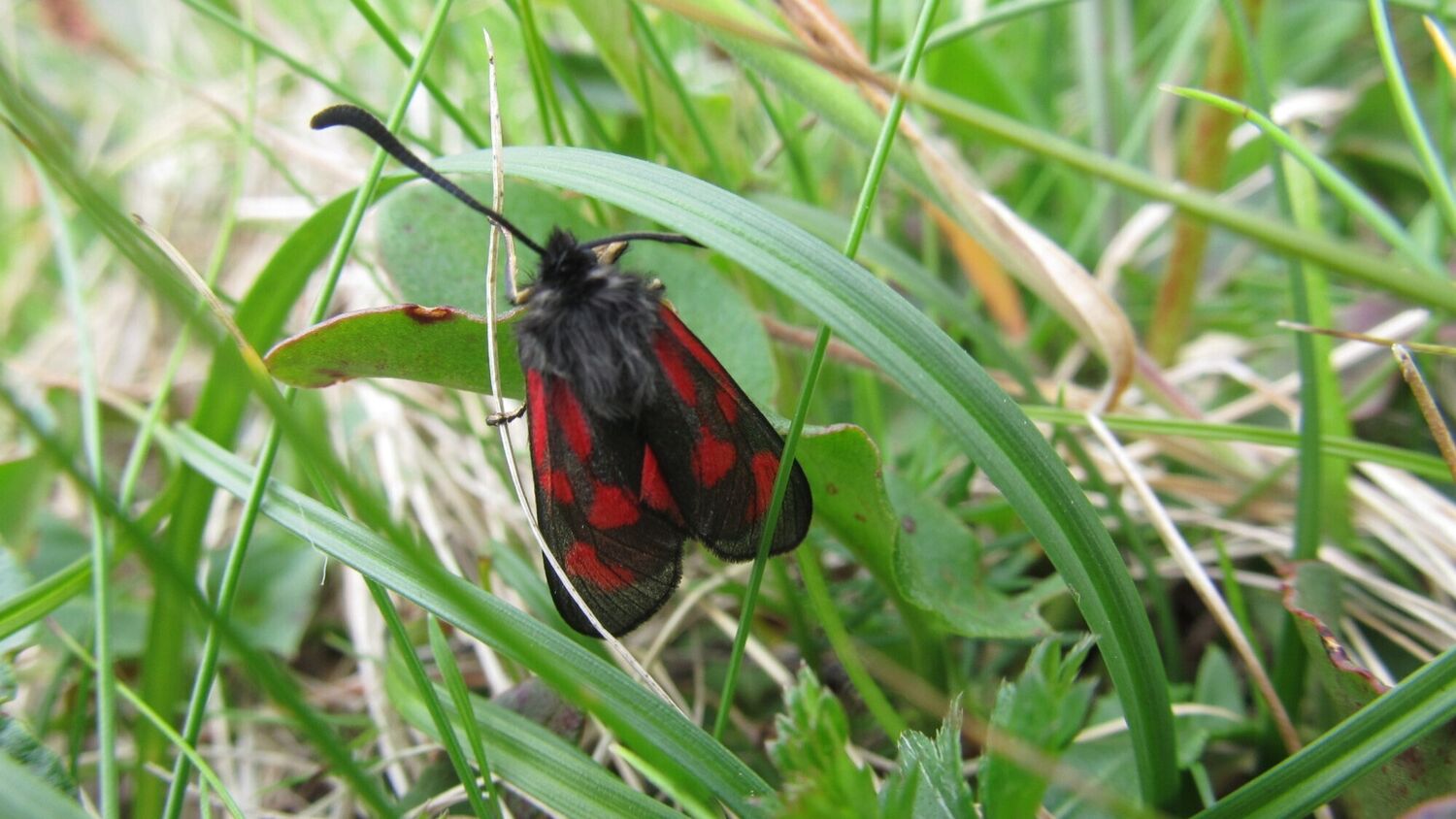A moth, with black and red colouring, is among long grass.
