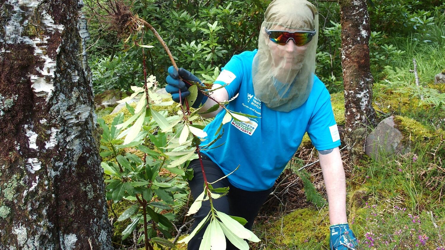 A contractor in a blue t-shirt and anti-midge mask removes Rhododendron ponticum as part of Project Wipeout