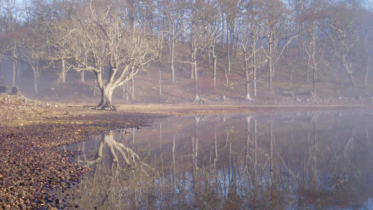 Bare-branched oak trees grown on a small hillside, with a loch at the bottom. The branches are clearly reflected in the still water against the blue sky.