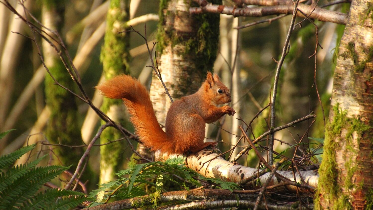 A red squirrel sits on a branch of a birch tree in woodland. It holds a nut in its front paws. Its long, red, bushy tail is held up behind it.