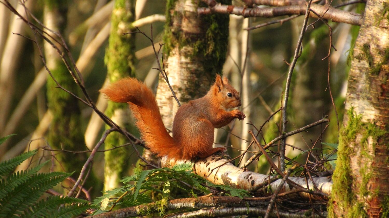 Red Squirrel