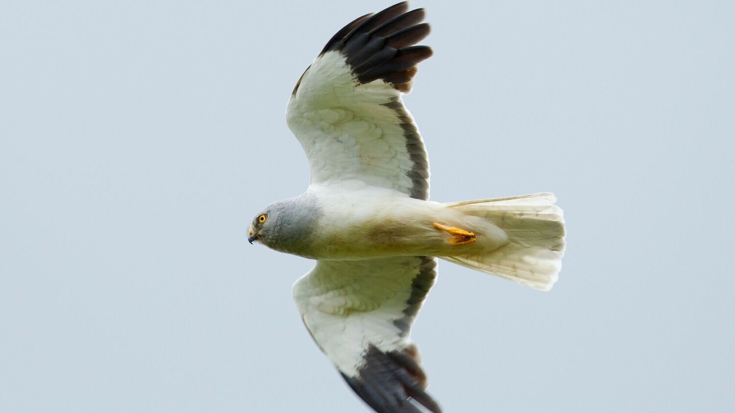 A hen harrier in flight. It has a predominantly white body, with black-tipped wings.