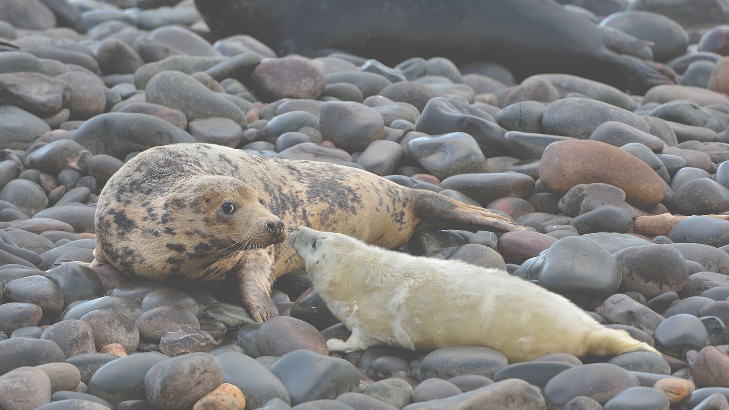 Modern Family Team Six: SEAL Pups Program Aims to Instill