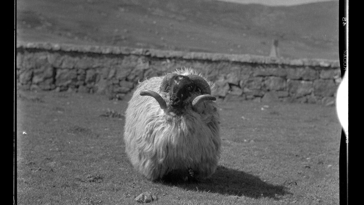 Black and white photograph of a large, hairy ram in a field with a stone wall behind.
