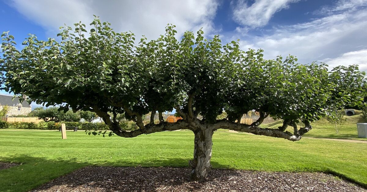 An autumn apple feast at Brodie Castle National Trust for Scotland