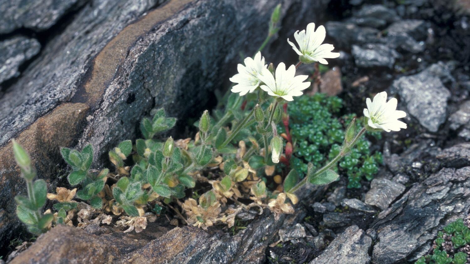 A small white-flowered alpine plant growing in a rocky place.