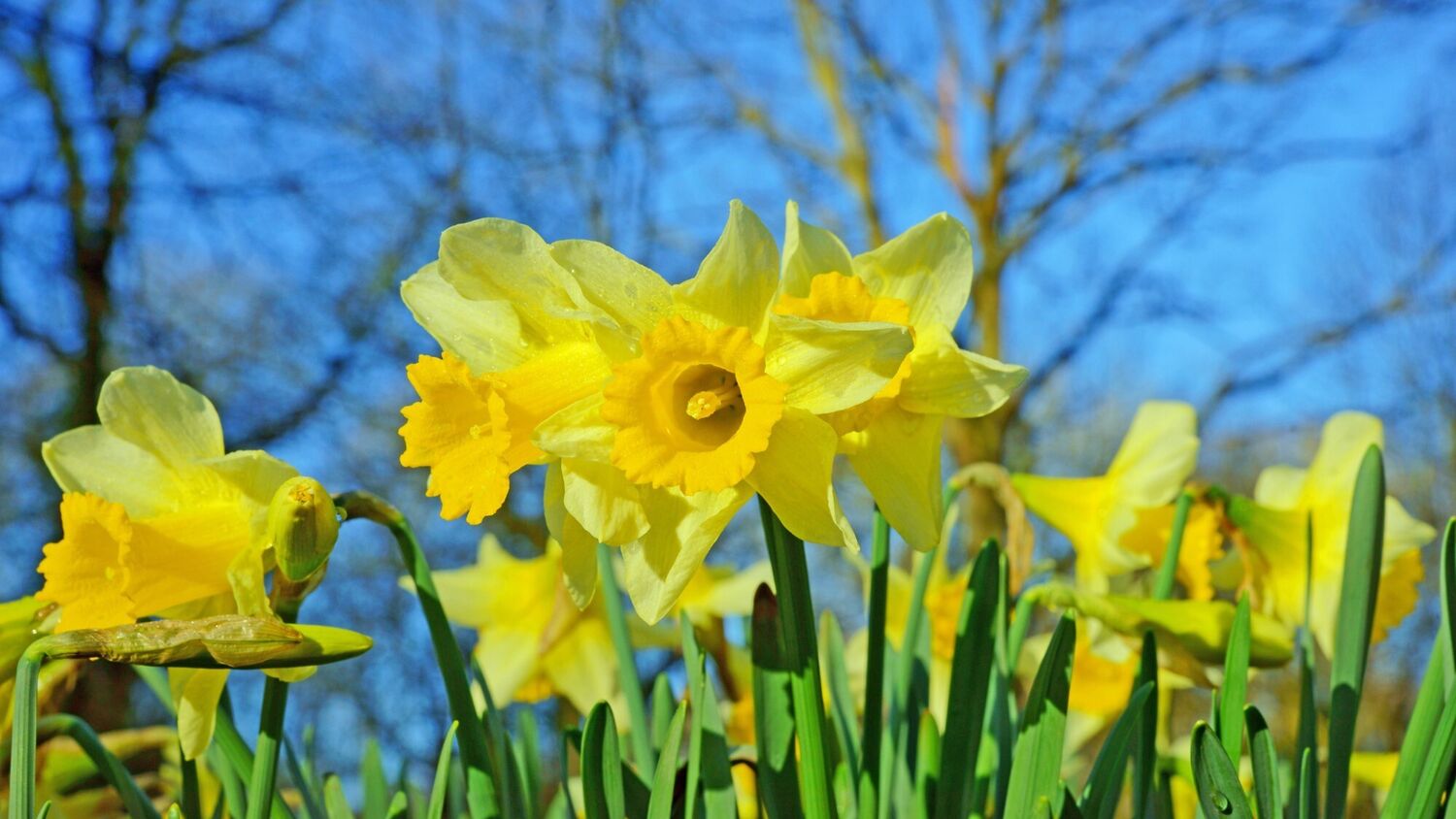 Easter in Scotland National Trust for Scotland